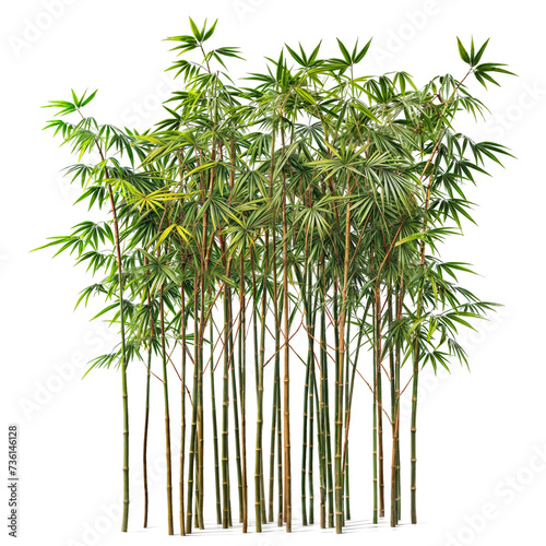 bamboo plant group PNG transparent background