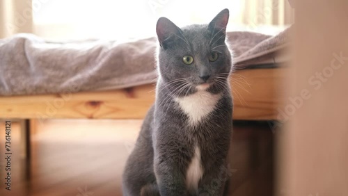 Fascinated Grey Cat with Green Eyes Sitting on Floor, Curiously Observing Something in Room. Domestic Pet's Inquisitive Behavior Captured in Engaging Footage. Close-up Shot of Curious Feline