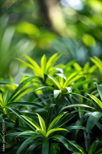 A close up view of a bunch of green plants. Perfect for nature enthusiasts and gardening websites