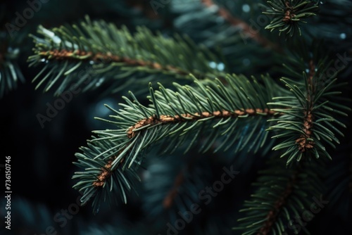 A detailed close-up of a pine tree branch. Perfect for nature-themed designs and projects © Fotograf