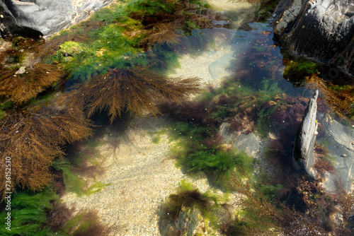 Rockpool on the beach during low tide photo