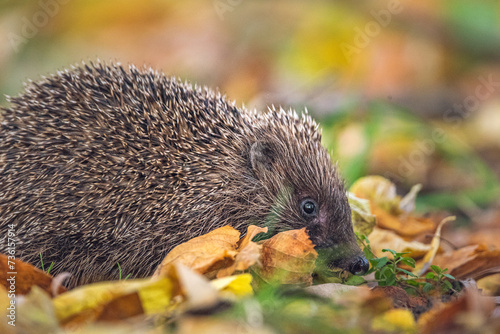 hedgehog