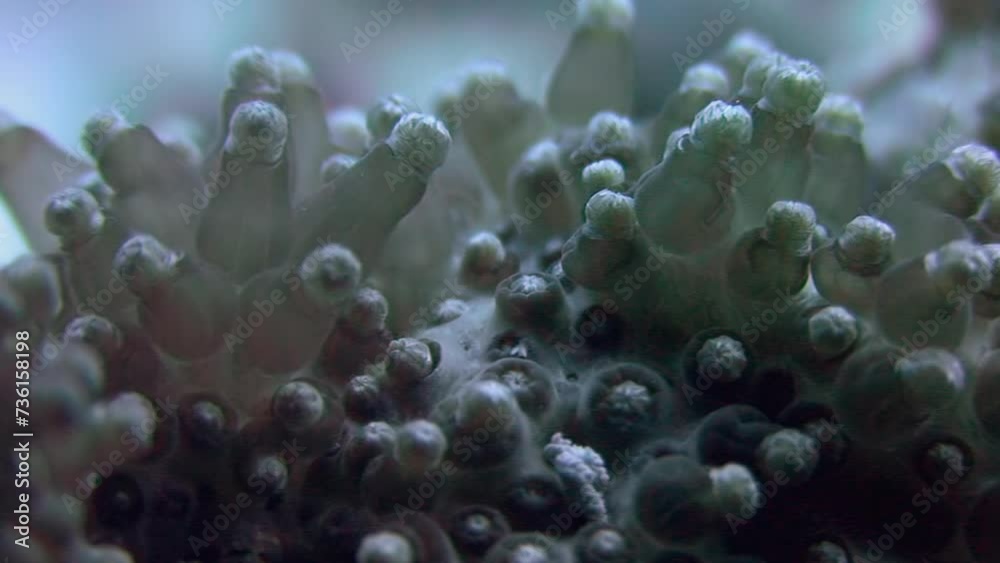 Immerse yourself in tranquility with relaxing underwater video of soft corals. From coral reefs to deep sea creatures, beauty of underwater world is truly mesmerizing. Red sea. Immerse yourself in tranquility with relaxing underwater video of soft corals. From coral reefs to deep sea creatures, beauty of underwater world is truly mesmerizing. Red sea.