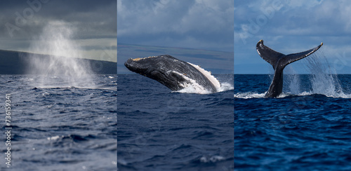 Humpback Whale Spout Breaching Tail Slapping near Lahaina  Maui  Hawaii. Composite Image