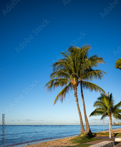 Fototapeta Naklejka Na Ścianę i Meble -  Palm Trees on the Ocean Shoreline in Hawaii.