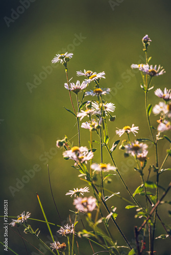 Wild flowers