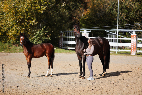Foal horse brown in the sunshine on the riding arena, with mother mare and owner. © RD-Fotografie