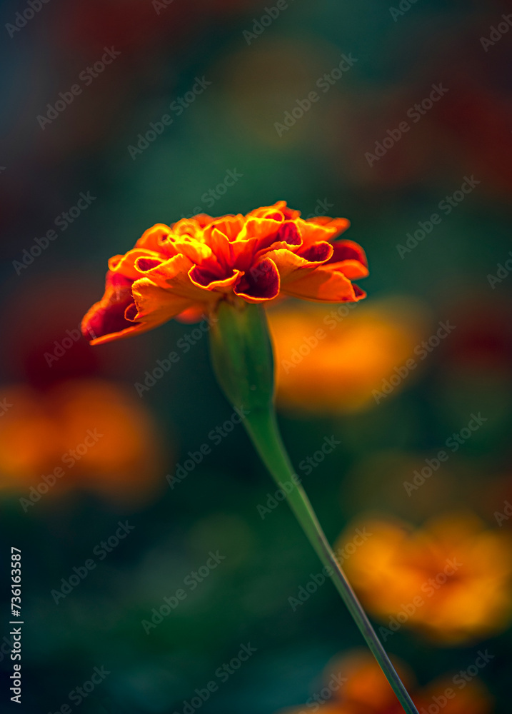 Obraz premium Marigold