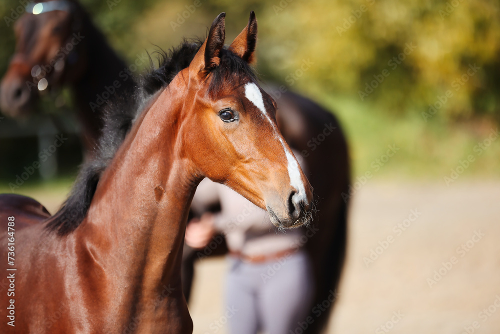 Fototapeta premium Foal horse brown in the sunshine on the riding arena.
