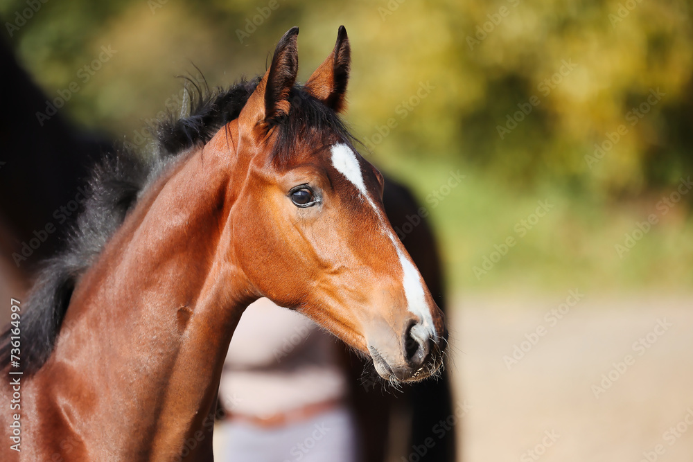 Fototapeta premium Foal horse brown in the sunshine on the riding arena.