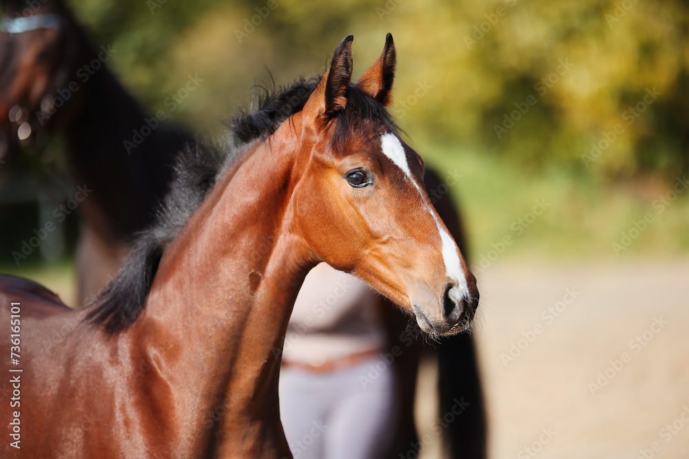 Obraz premium Foal horse brown in the sunshine on the riding arena.