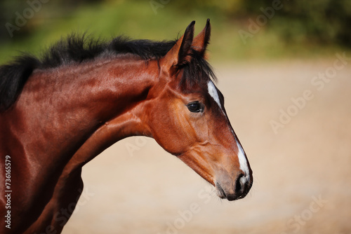 Εκτύπωση καμβά Foal horse brown in the sunshine on the riding arena.