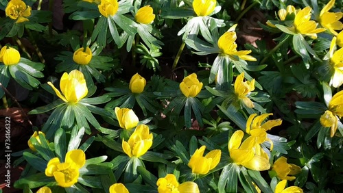 yellow flowers in the garden

