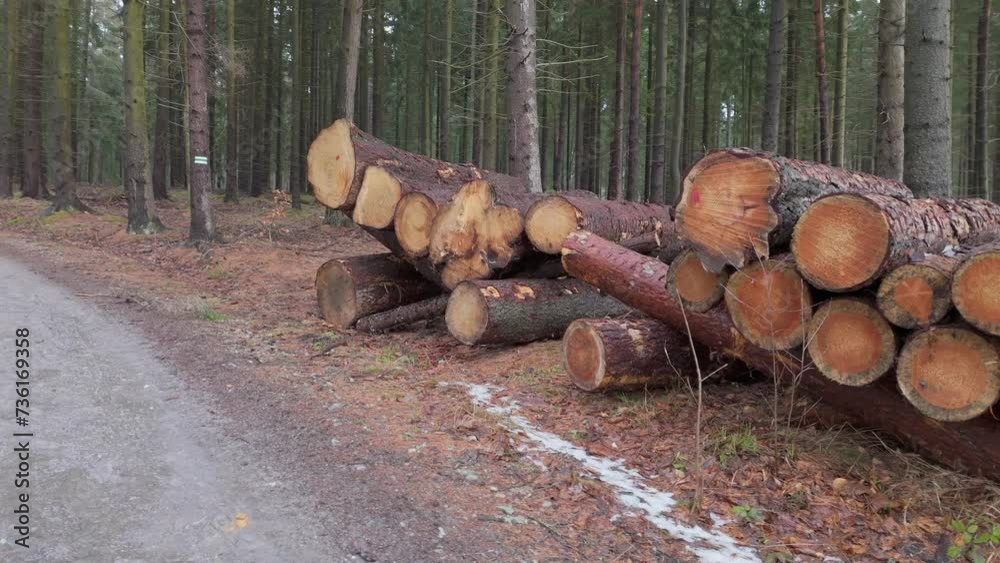 Snowy forest pathway with piles of cut logs, awaiting removal after disease necessitated tree cutting. Snowy forest pathway with piles of cut logs, awaiting removal after disease necessitated tree cutting.