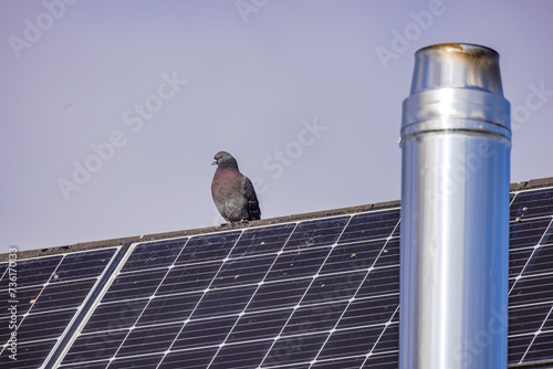 A pigeon on a roof with solar panels soiled by droppings and a chimney