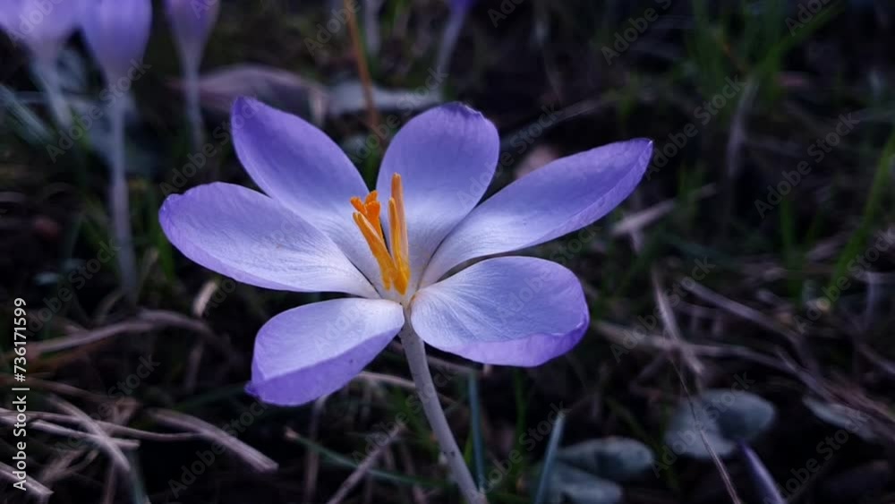 purple crocus flower