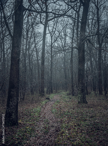 Autumn woods
