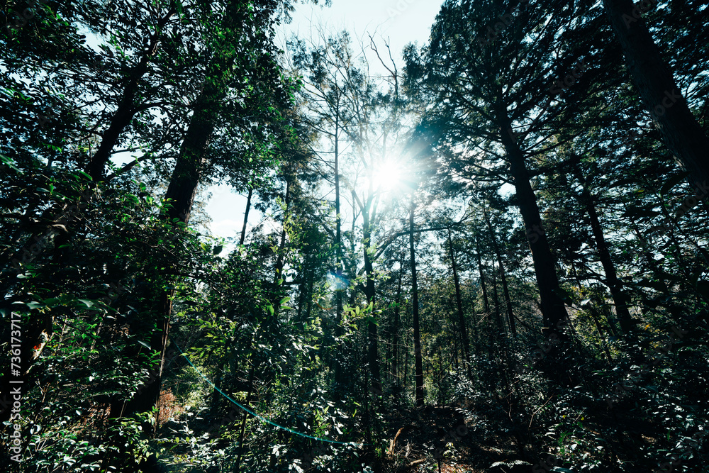 Obraz premium 高麗神社のお参り