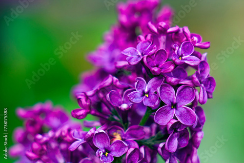 blooming lilac flowers. Macro photo