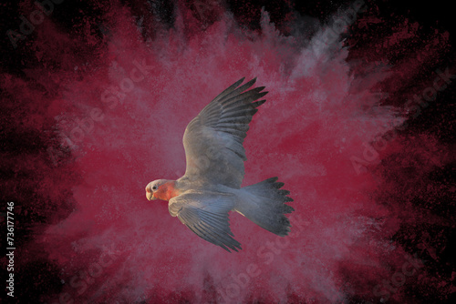 Colorful powder explosion with Galah Cockatoo parrot flying isolated on black.