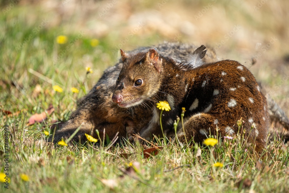 spotted quoll eating roadkill meat close up in tasmania australia. native australian animal spotted quoll eating roadkill meat close up in tasmania australia. native australian animal