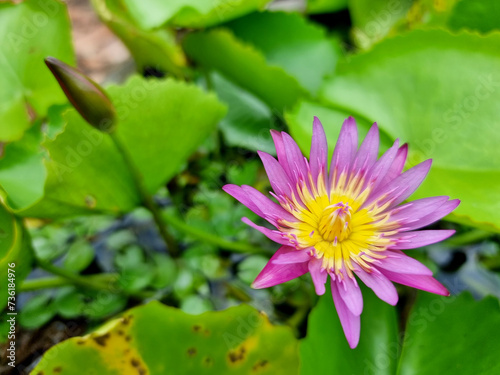 Purple water lily or Lotus Flower with green leaf in the pond.