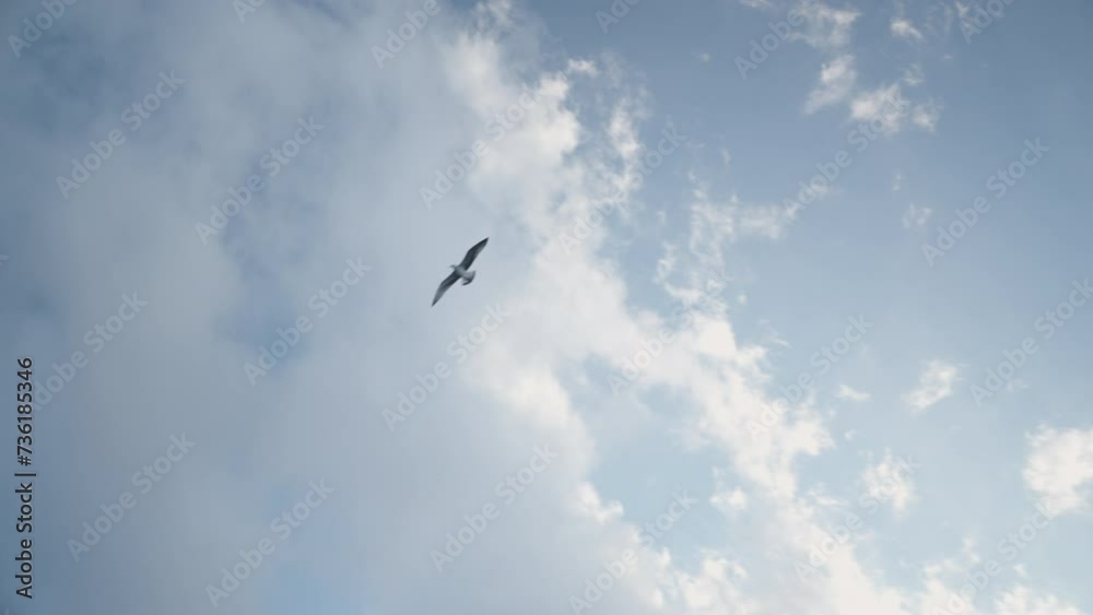 Seagull flies high on a cloudy day in Spain Seagull flies high on a cloudy day in Spain