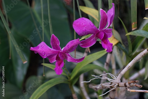 The flowers of the dendrobium orchid plant are purple photo