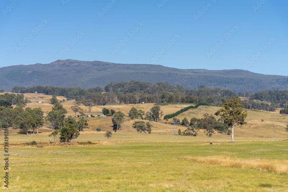 grass growing in a field on a cattle ranch in spring farming landscape