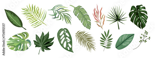 Tropical different type exotic leaves set. Jungle plants. Calathea, Monstera, banana, palm leaves. Cartoon realistic vector illustration isolated on transparent background. photo