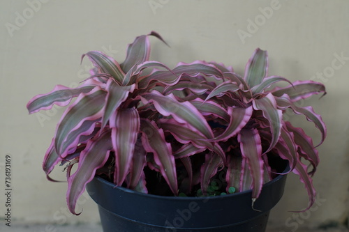 Cryptanthus cactus plant growing in black pot photo