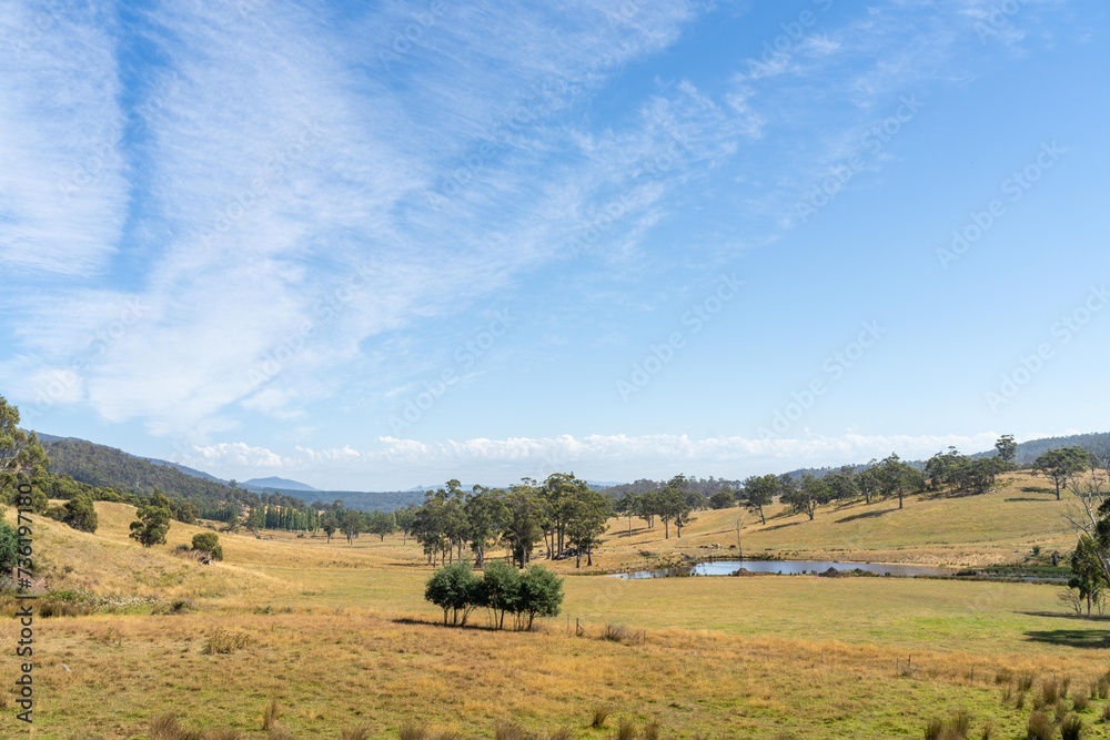 Obraz premium Farming landscape of stud angus and wagyu bulls grazing, with beautiful cows and cattle grazing on pasture in spring on a farm, with a crop growing food behind with hills and trees in nature