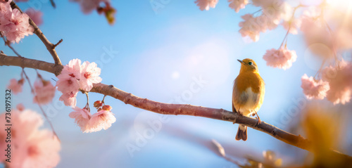 abstract art Easter songbird and beautiful morning Spring floral landscape background; Springtime Blossom sakura Cherry tree flower and robin bird
