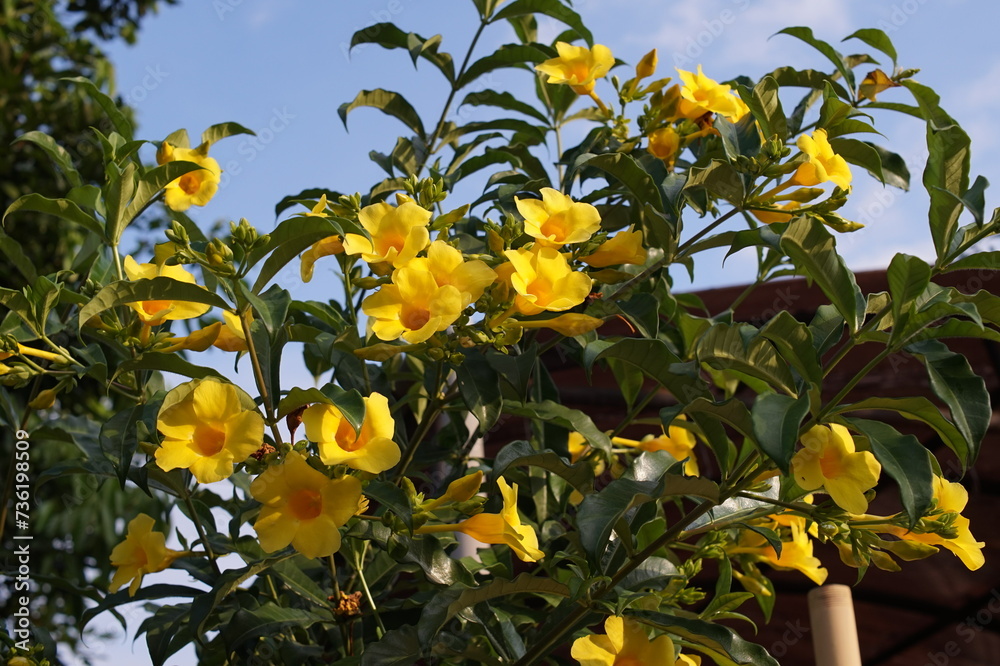 Allamanda cathartica plant in bloom in the afternoon Allamanda cathartica plant in bloom in the afternoon
