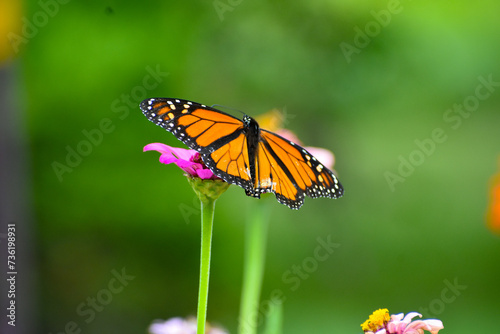 Monarch Butterfly © Justus