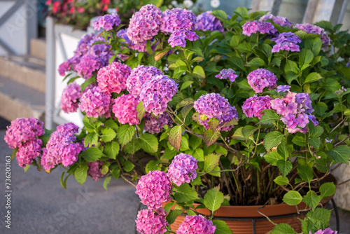 Obraz na płótnie Pink hydrangea w salonie