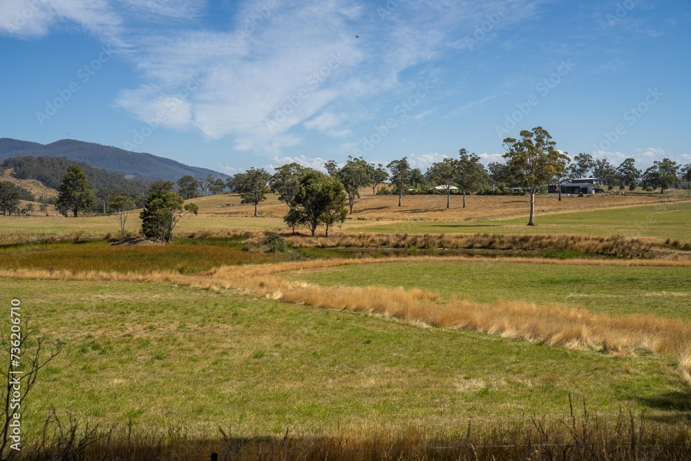 Farming landscape of stud angus and wagyu bulls grazing, with beautiful cows and cattle grazing on pasture in spring on a farm, with a crop growing food behind with hills and trees in nature Farming landscape of stud angus and wagyu bulls grazing, with beautiful cows and cattle grazing on pasture in spring on a farm, with a crop growing food behind with hills and trees in nature