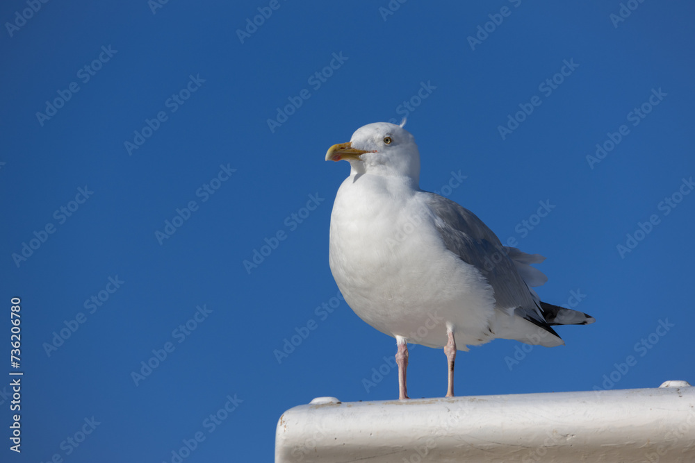 European Herring Gull, Larus argentatus, resting in Hastings, East Sussex European Herring Gull, Larus argentatus, resting in Hastings, East Sussex