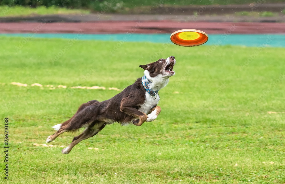 Miniature American Shepherd dog catches a flying disc on a green field