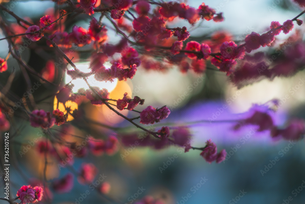 栃木に咲く夜の梅の花のライトアップ