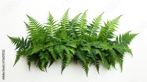 a green fern plant on white background