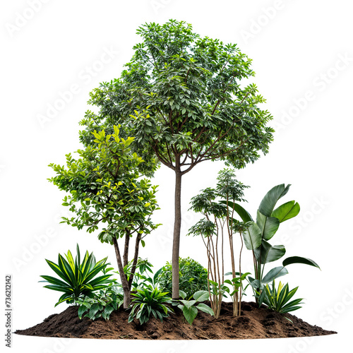 plant and small tree group PNG transparent background photo