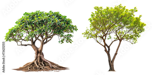 collection tree with trunk and root PNG transparent background  photo