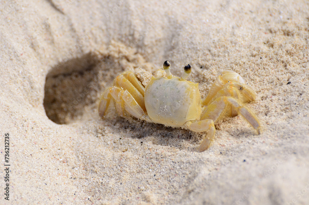 Yellow sand crab emerging from hole in sand Yellow sand crab emerging from hole in sand