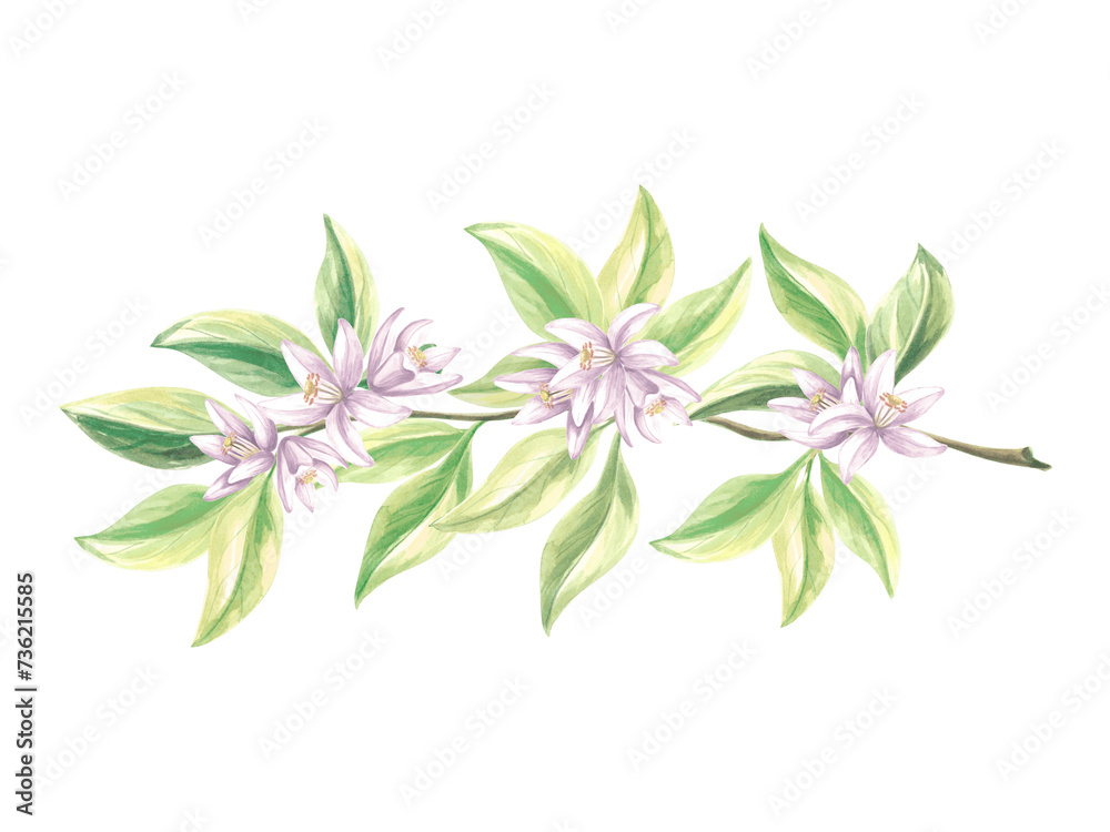 Branch of oranges with green leaves and flowers. Watercolor summer citrus blossom. Isolated hand drawn botanical illustration. Template drawing for postcards, tableware, textile, stickers, embroidery. Branch of oranges with green leaves and flowers. Watercolor summer citrus blossom. Isolated hand drawn botanical illustration. Template drawing for postcards, tableware, textile, stickers, embroidery.