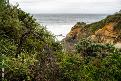 coastal native australian plants growing on a cliff in tasmania australia in summer