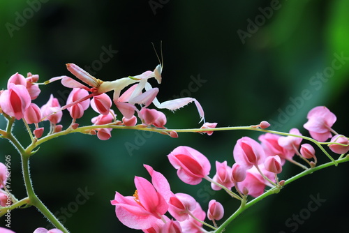 Pink Orchid mantis (Hymenopus coronatus) It is known by various common names, including walking flower mantis, orchid-blossom mantid and orchid mantis. photo
