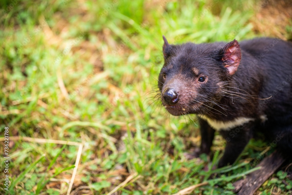 Beautiful tasmanian devil in the Tasmanian bush. Australian wildlife in a national park in Australia in spring Beautiful tasmanian devil in the Tasmanian bush. Australian wildlife in a national park in Australia in spring