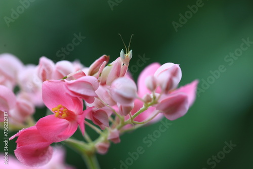 Fototapeta Naklejka Na Ścianę i Meble -  Pink Orchid mantis (Hymenopus coronatus) It is known by various common names, including walking flower mantis, orchid-blossom mantid and orchid mantis.