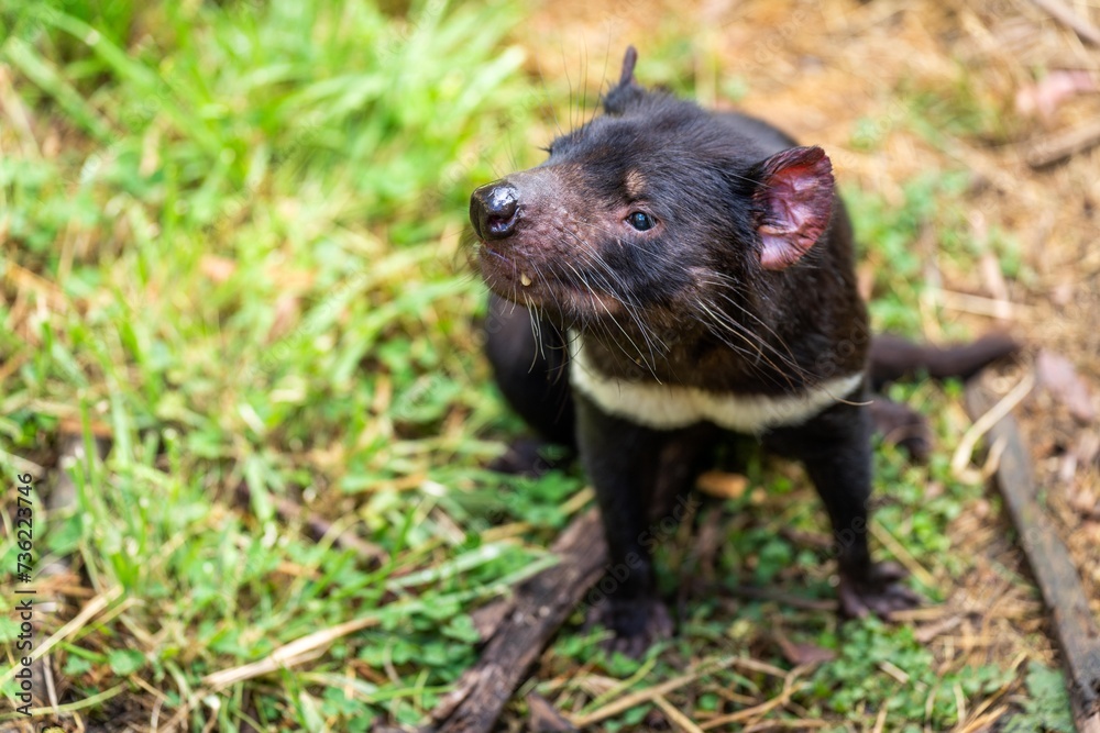 Beautiful tasmanian devil in the Tasmanian bush. Australian wildlife in a national park in Australia in spring Beautiful tasmanian devil in the Tasmanian bush. Australian wildlife in a national park in Australia in spring